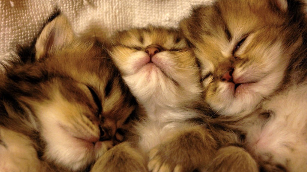 baby-animals-cats-animals-sleeping-feline-kittens-pets-best-wallpapers[1]